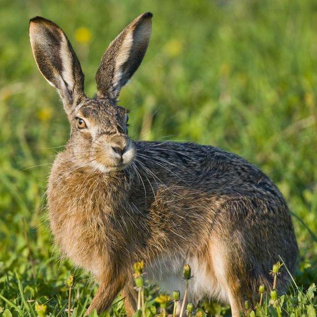 野兔 野兔种兔低价出售  全国发货送货 上门回收