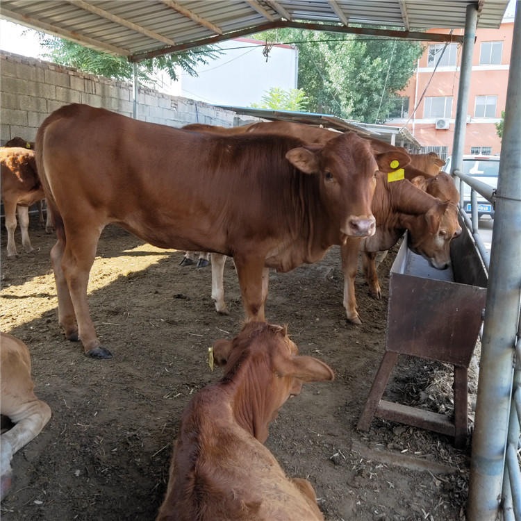 育肥肉牛犊价格 西门塔尔牛价格 龙翔 供应鲁西黄牛价格优惠 鲁西黄牛母牛价格图片