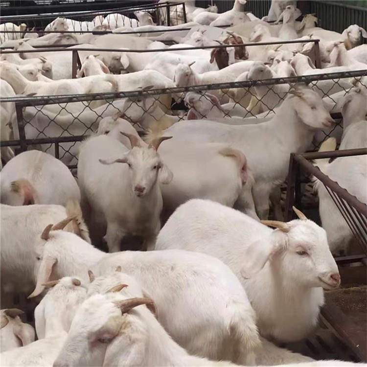出售纯种小尾寒羊厂家 小尾寒羊羊羔 通凯养殖 纯种种羊 高产种羊图片