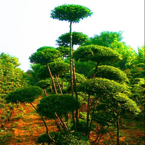 鄢陵县梦宇花木园种植小叶女贞造型树在园林绿化中用途