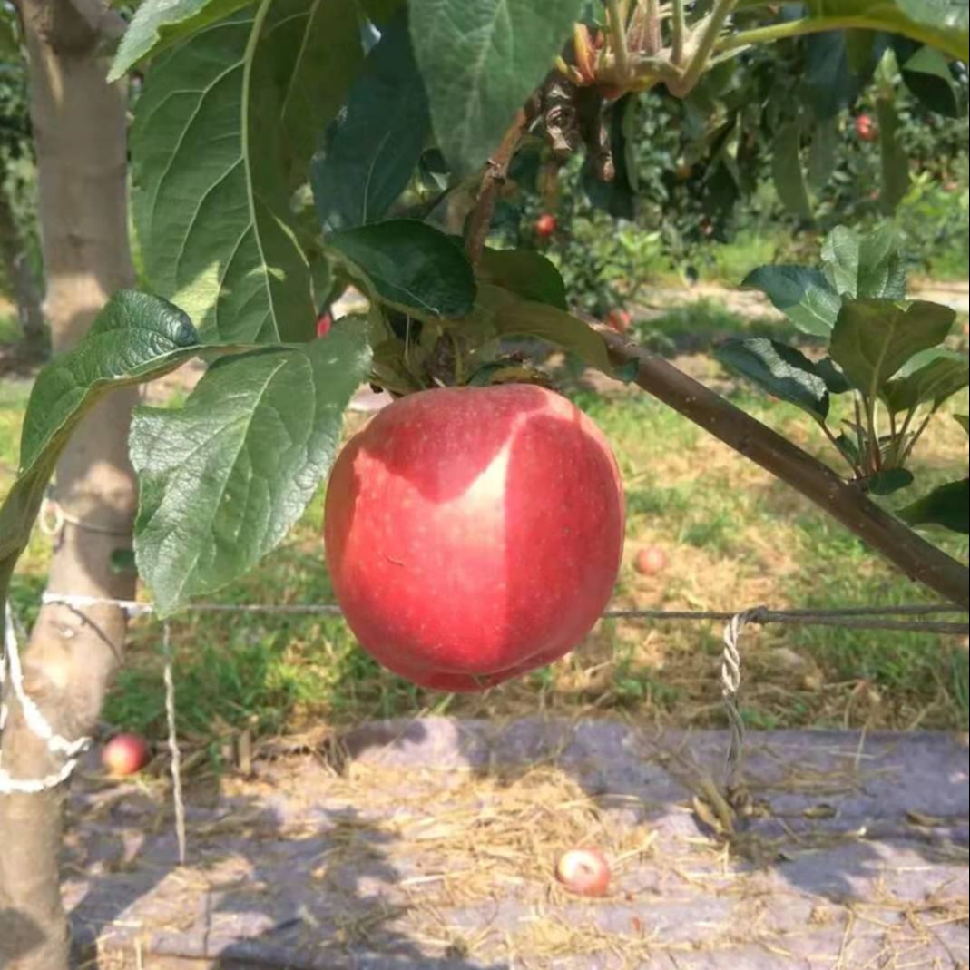众城一号苹果苗批发 早熟矮化苹果树苗价格 苹果苗免套袋味道好 水蜜桃苹果苗