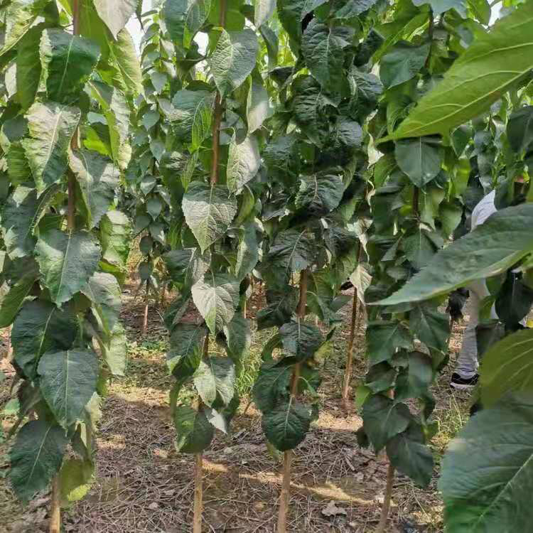 2019杜仲种子市场供应行情 杜仲种子 林木种子批发 长期供应 杜仲种子 同创药材