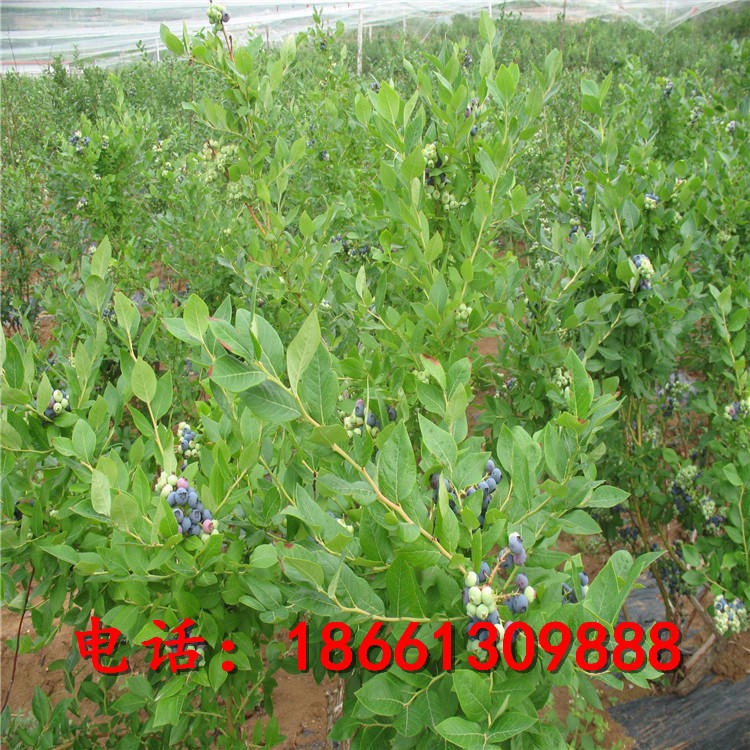 蓝丰蓝莓苗 兴红农业蓝莓苗基地直销 地栽蓝莓成苗