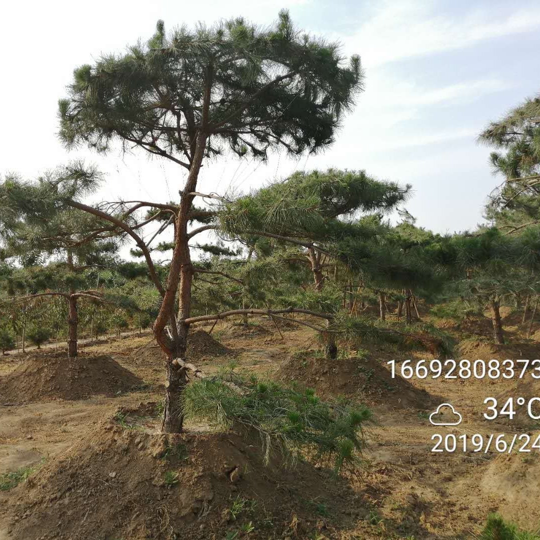 陶鹏朋 工程造型松 湖南苗圃基地常年供应 行道风景造型雪松 造型松