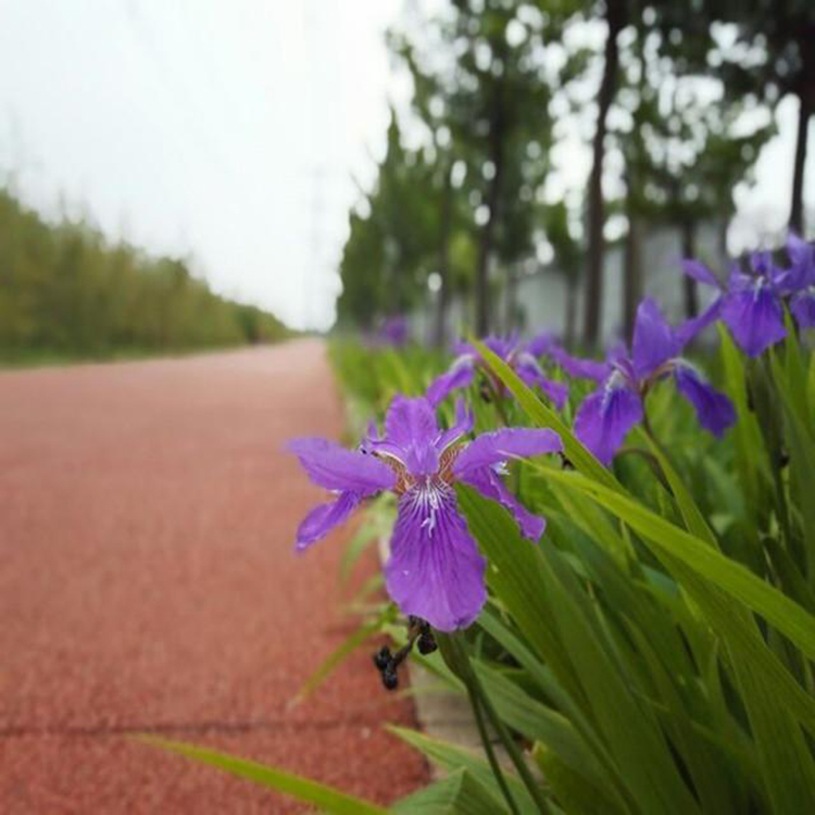 鸢尾苗  紫花鸢尾 园林绿化工程用花 湘林苗圃