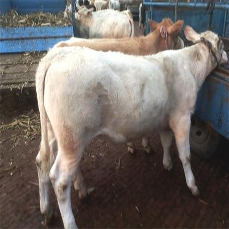 批发鲁西黄牛肉牛 通凯 免费运输 改良肉牛价格 改良肉牛小牛犊 提供养殖技术