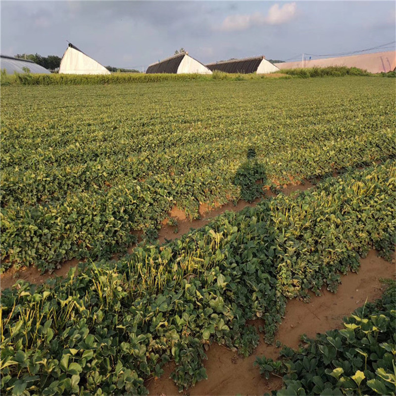 批发书香草莓苗基地 草莓种苗价格 玛雅草莓苗新品种