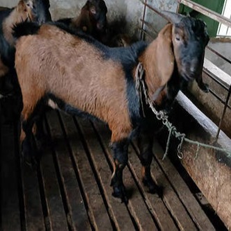 湖南黑山羊养殖基地 先养羊再付款 湖南黑山羊养殖前景 湖南黑山羊养殖利润分析图片
