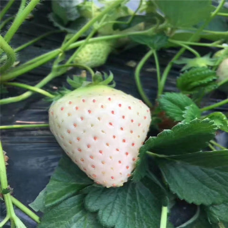 草莓苗出售价格 小白草莓苗品种 当年结果保湿邮寄