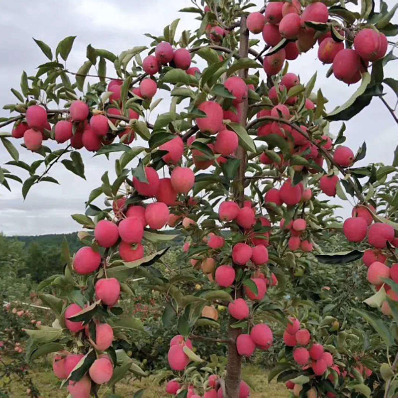 基地出售富士苹果苗 红肉苹果苗 新品种苹果苗 保证品种签订合同