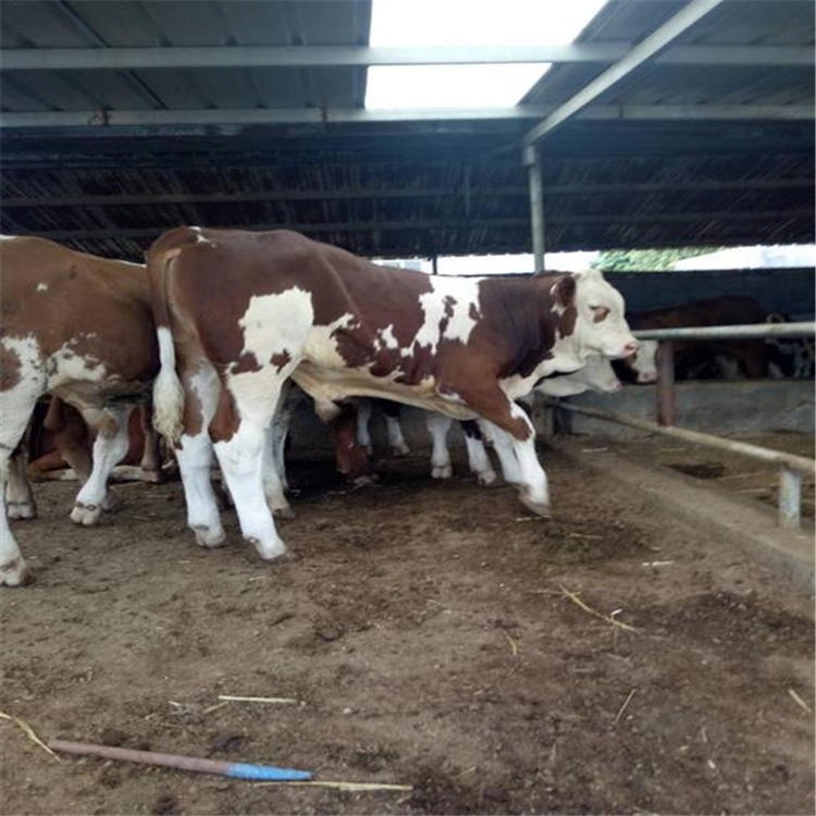 南方养殖牛品种好饲养 西门塔尔牛 三代西门塔尔牛 通凯 包成活率图片