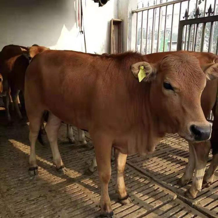 纯种鲁西黄牛 小牛崽价格 改良种牛 龙翔小牛苗养殖场