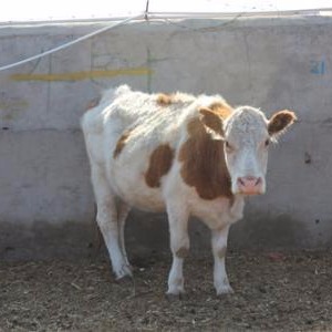贵州肉牛养殖场 大型贵州肉牛养殖场 正规贵州肉牛养殖场 贵州肉牛价格图片