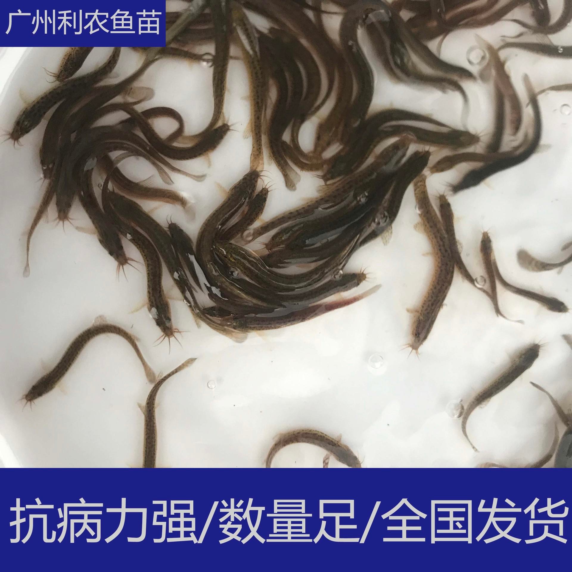 少病害 贵州黔西南纯种台湾大泥鳅苗 3-5cm台湾大泥鳅苗行情好