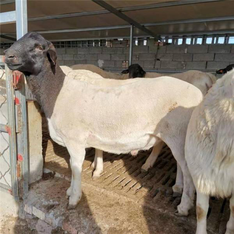 杜泊绵羊活物出售 改良杜波绵羊出肉率高 杜泊绵羊公羊 现代 基地养殖