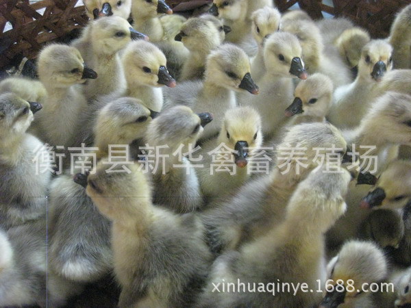 新华禽业厂家直销大量供应成活率高抗病能力强优质灰鹅出壳苗示例图2