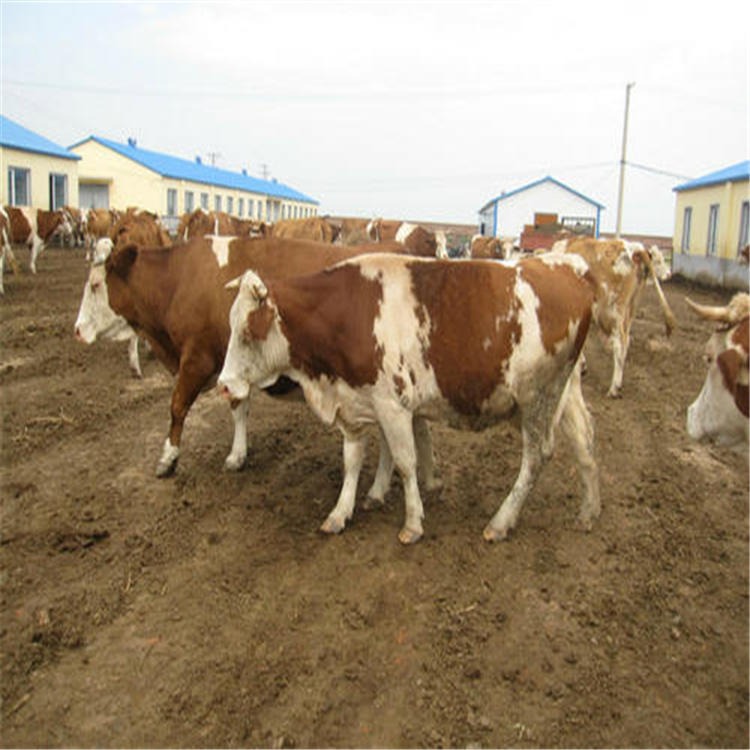 鲁西黄牛种牛 鲁西黄牛批发 通凯牧业 正规养牛基地 饲养肉牛