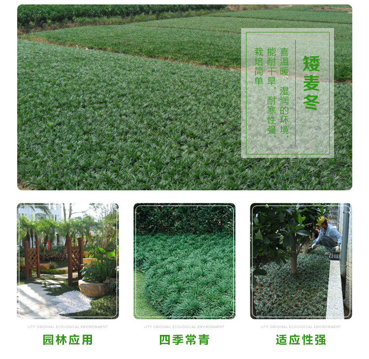日本矮麦冬草 玉龙草 四季常绿耐寒庭院绿化地被植物小区庭院常绿示例图6