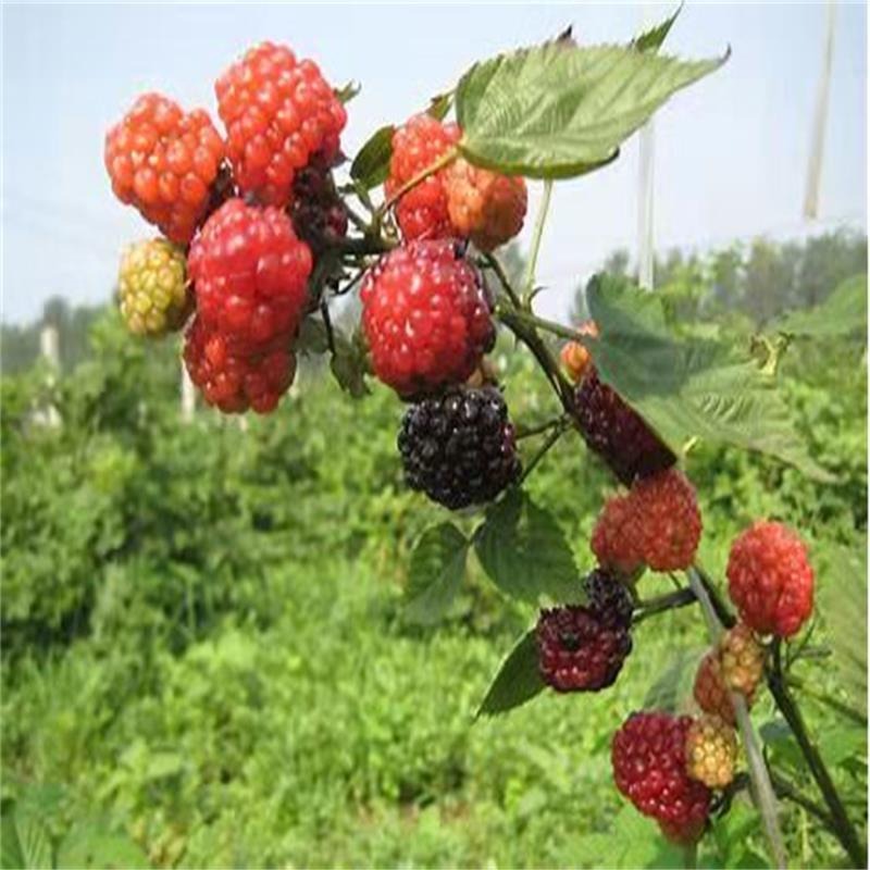 批发果树苗树莓苗 红黑黄树莓苗南方北方种植 双季红树莓苗价格图片