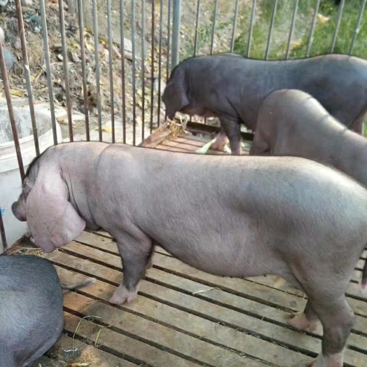 江苏纯种太湖小母猪苗 ，30斤原种梅山种猪场，宿迁养猪繁殖中心，一代黑色后备图片