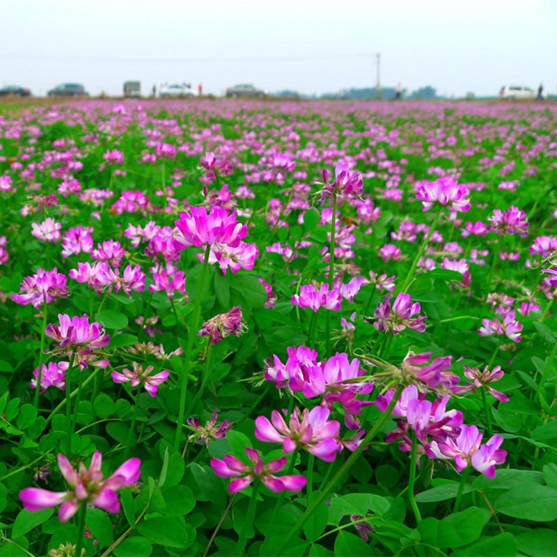 紫云英种子 红花草种子 食用野菜 果园养蜂蜜源 绿肥种子 牧草种籽图片