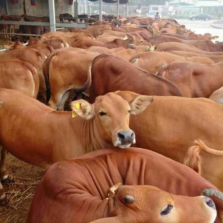 批发改良鲁西黄牛 肉牛养殖黄牛价格 鲁西黄牛育肥牛 恩特牧业 活体批发