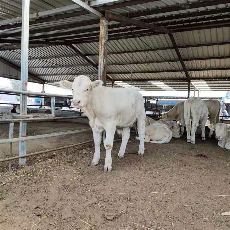 夏洛莱牛母牛价格 正规肉牛养殖场 夏洛莱牛犊养殖场 现代 提供技术支持