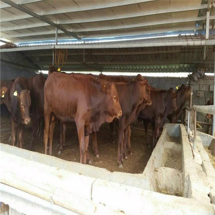 肉牛养殖黄牛价格 利木赞牛养殖场基地 供应改良利木赞牛 现代 厂家直售