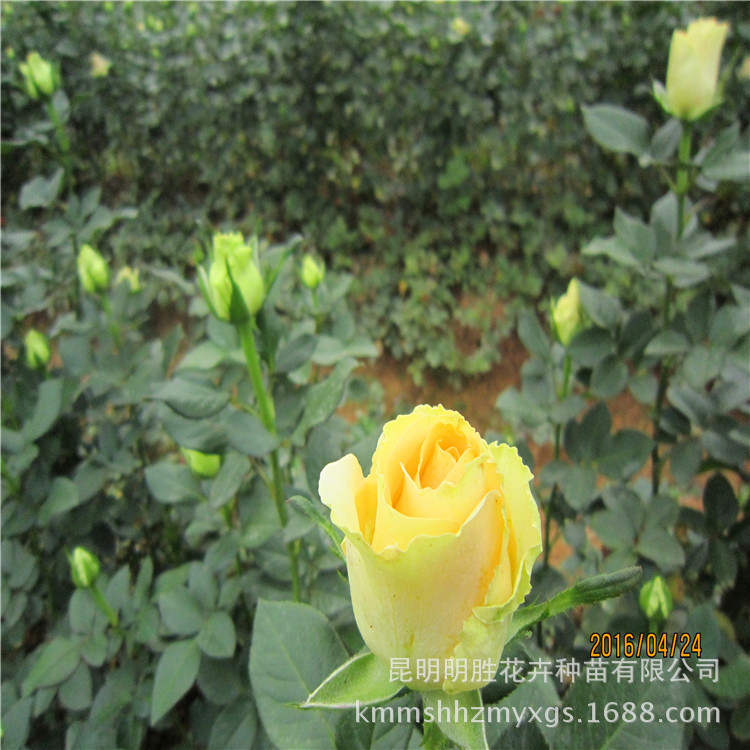 供应园艺花卉用种苗可观赏玫瑰月季花苗昆明基地自产自销玫瑰花苗示例图11
