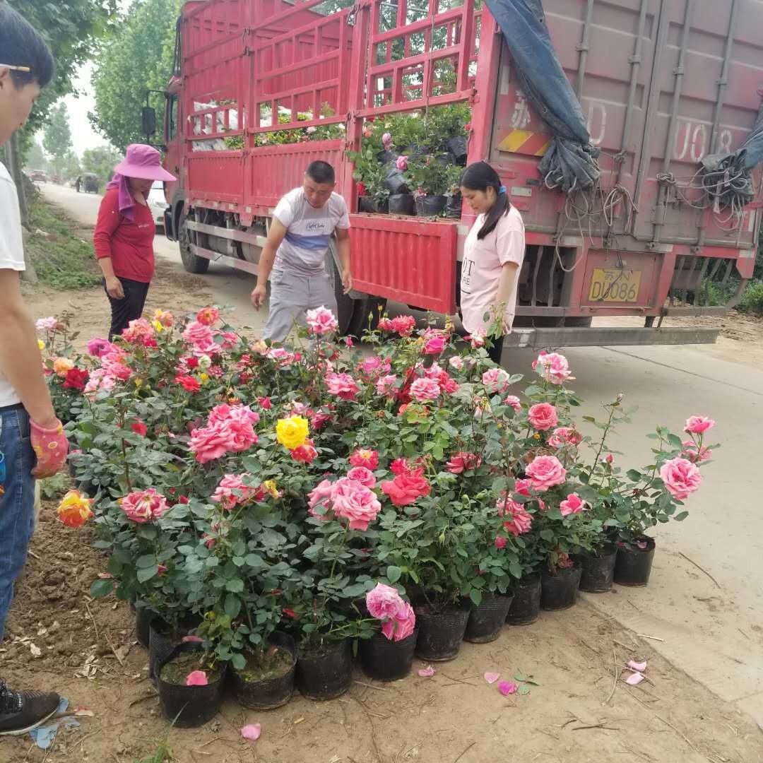 盆栽月季 玫瑰基地 品种月季 大玫瑰月季价格 品种齐全 靓景园林