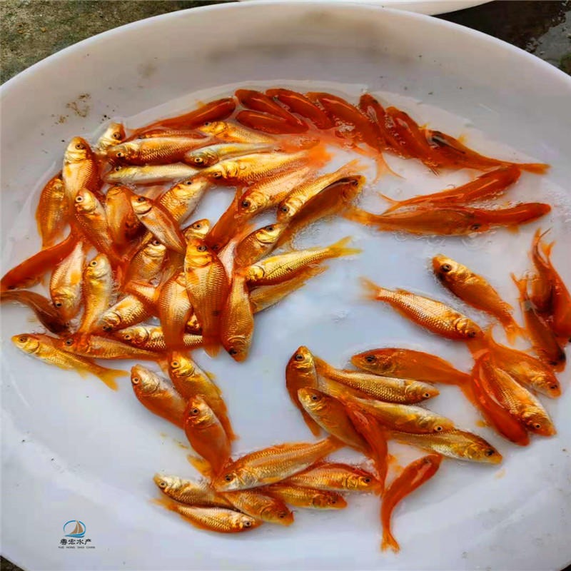 生态养殖红鲤鱼苗 淡水黄金红鲤鱼苗 兴国鲤鱼水花图片