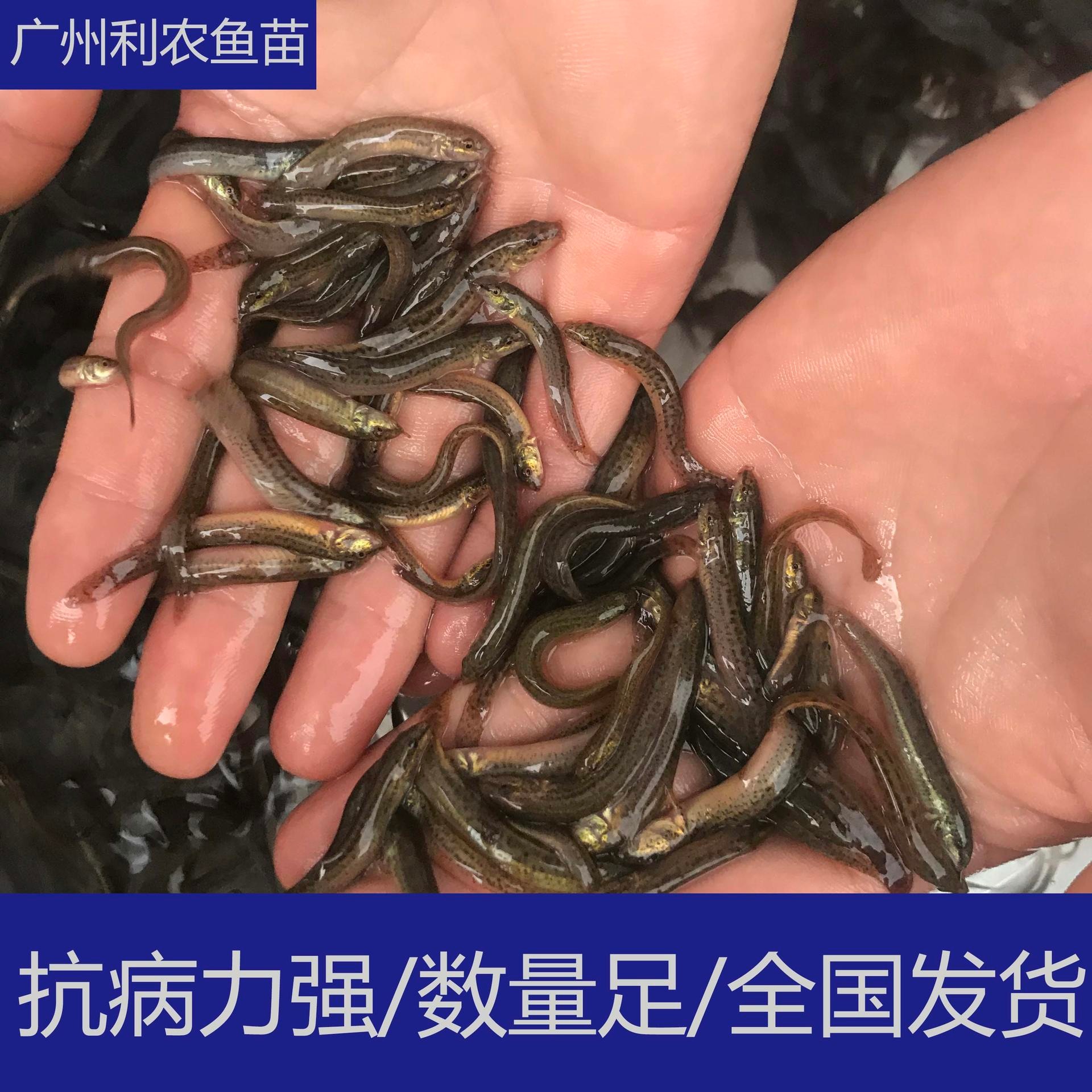 少病害 广西梧州泥鳅苗批发 5cm大量台湾泥鳅苗养殖供应