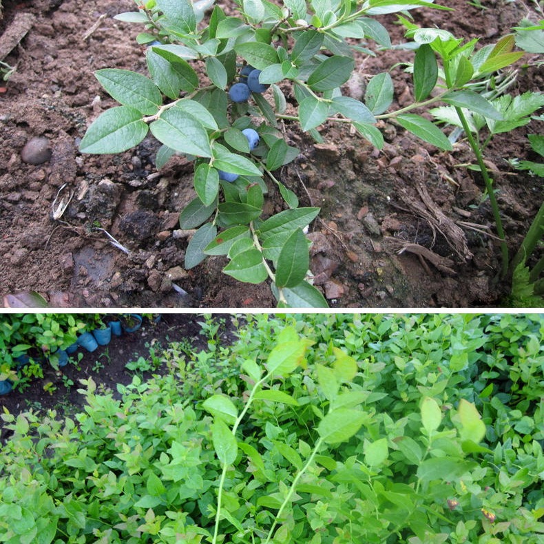 兔眼蓝莓树苗  盆栽带果南北方种植室外种植果树苗地栽当年结果原土
