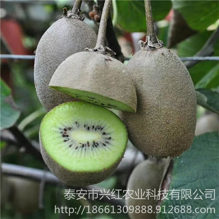 绿心猕猴桃苗新品种出售 红阳猕猴桃树苗价格透明图片