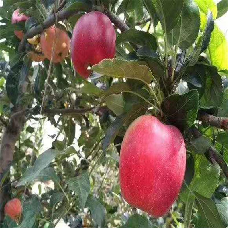 烟富10号苹果树苗 泉诚苗木值得信赖 红富士苹果树苗优质基地