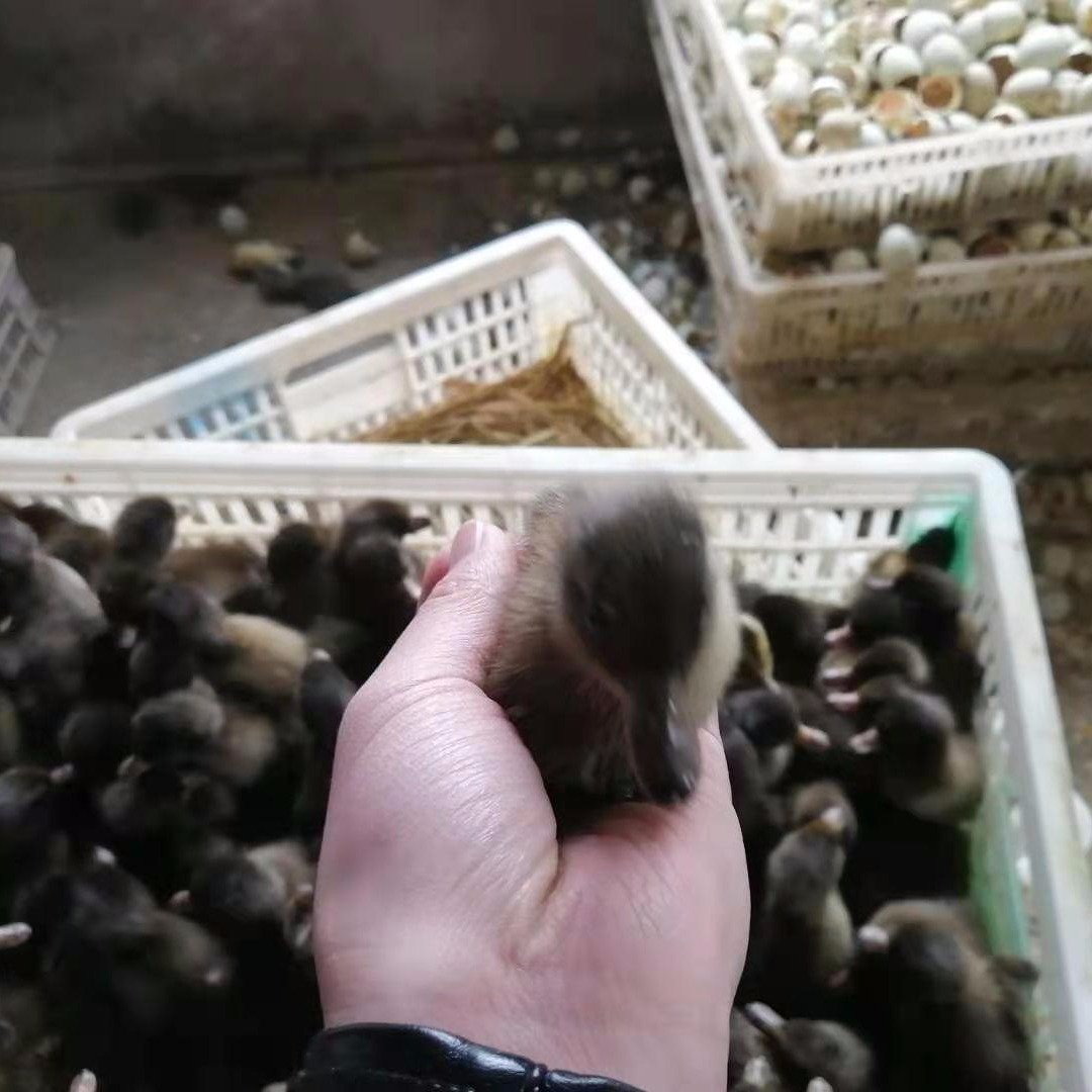 金定鸭母苗批发一只价格，江苏省黑金定蛋鸭品种供应，孵化场出售高产绿壳鸭蛋鸭苗