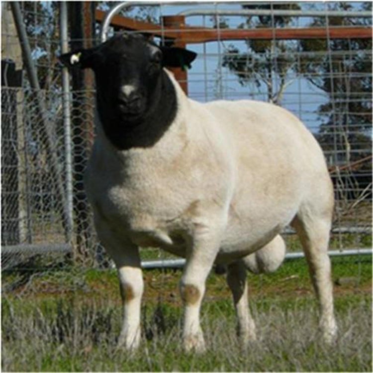 陕西杜泊羊种羊场 改良杜泊羊 通凯 50斤杜泊羊价格
