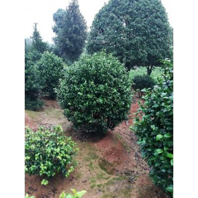 基地直销茶花球 七星茶花球 新品种 工程绿化苗木 红成苗木