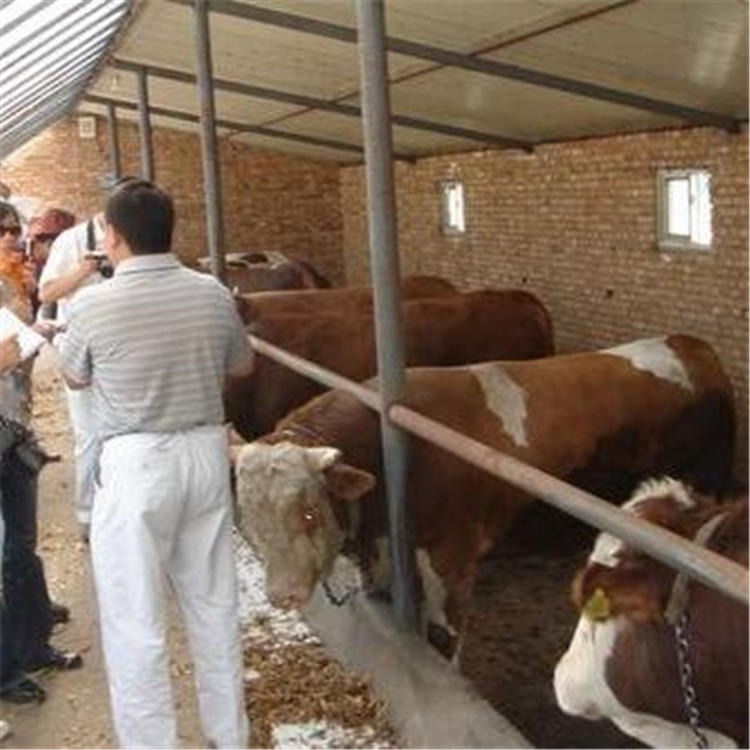 云南曲靖养牛基地大量出售小牛崽 供应小牛犊价格 通凯牧业