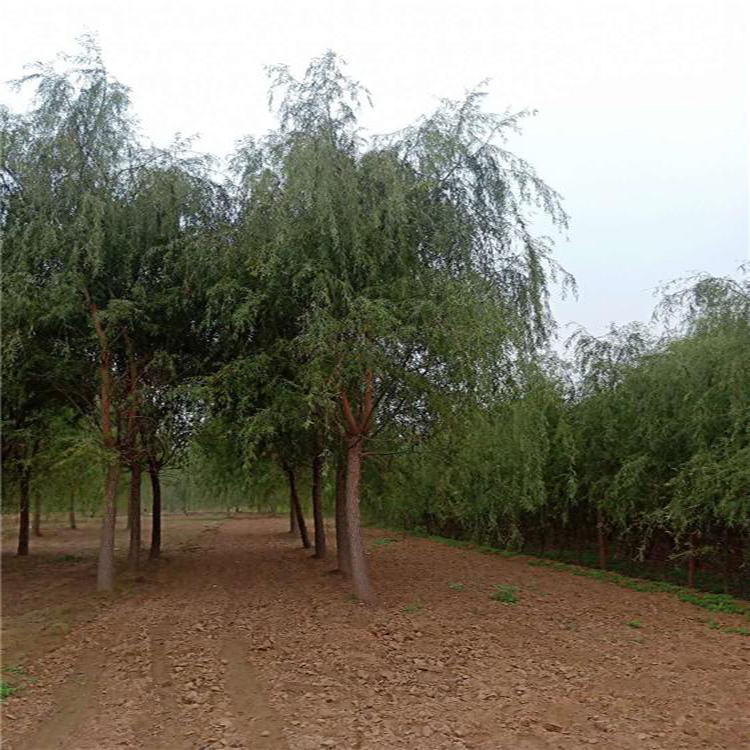 垂柳 15公分柳树出售 苗圃直销垂柳柳树