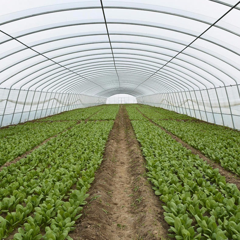 有机蔬菜种植大棚,农业有机蔬菜种植大棚,有机蔬菜种植大棚厂家图片