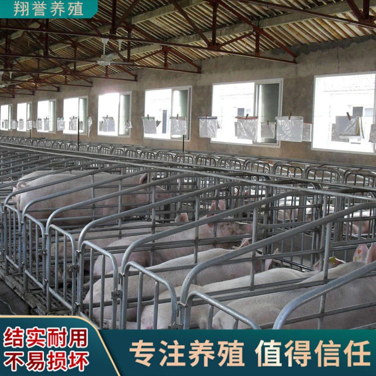 10猪位母猪限位栏 热镀锌猪场定位栏 一寸管产床养殖设备 翔誉落地式猪栏图片