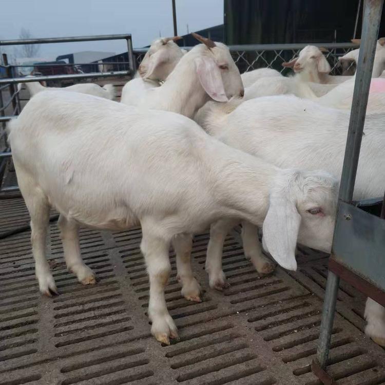 白山羊免费运输到家 美国白山羊养殖 供应多品种白山羊肉羊 鼎荣 批发供应