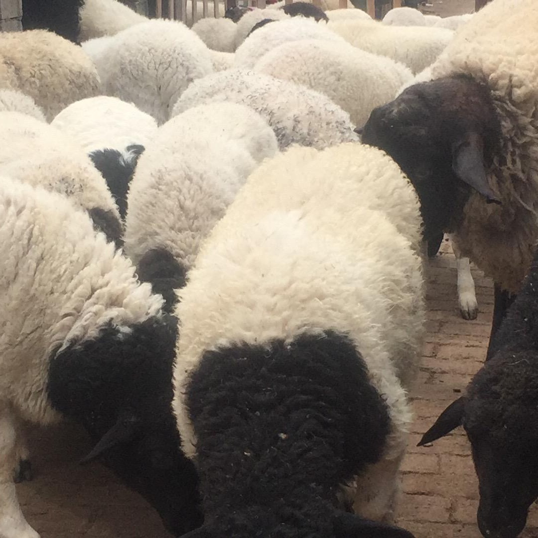 批发50斤杜泊小羊羔 50斤杜泊绵羊价格 通凯 包养殖包成活