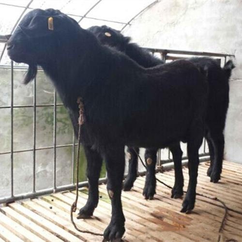 努比亚黑山羊市场批发 通凯 湖北努比亚黑山羊养殖基地 黑山羊出售图片