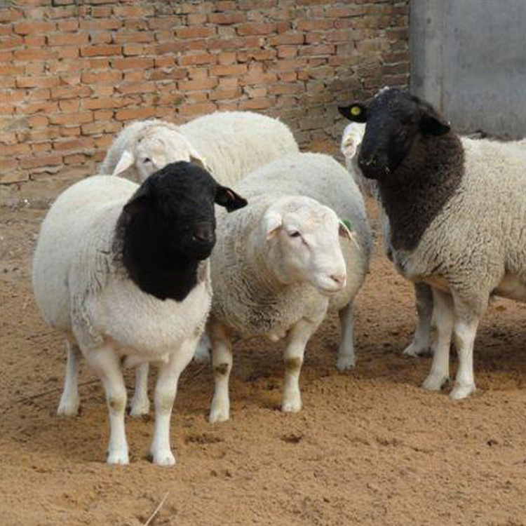 杜泊绵羊的出肉率高 出售杜泊绵羊养殖场 种母羊杜泊绵羊 现代 出售批发图片