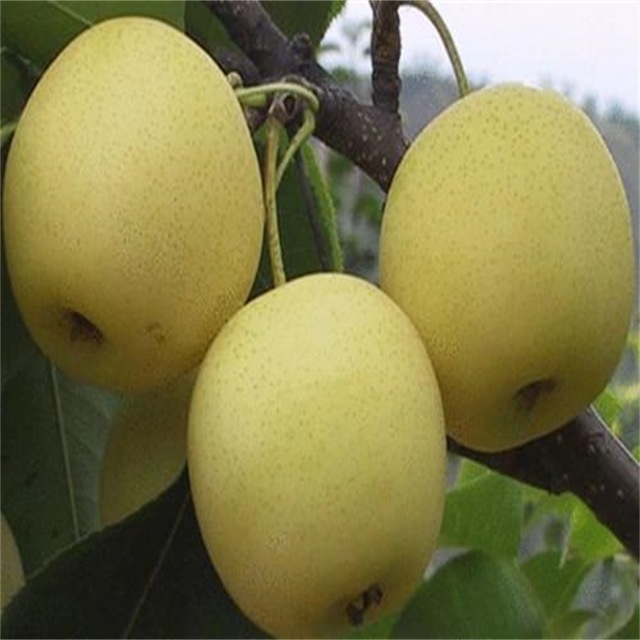 4公分梨树价格  山东当年嫁接1公分黄金梨树苗价格  黄金梨成熟期几月