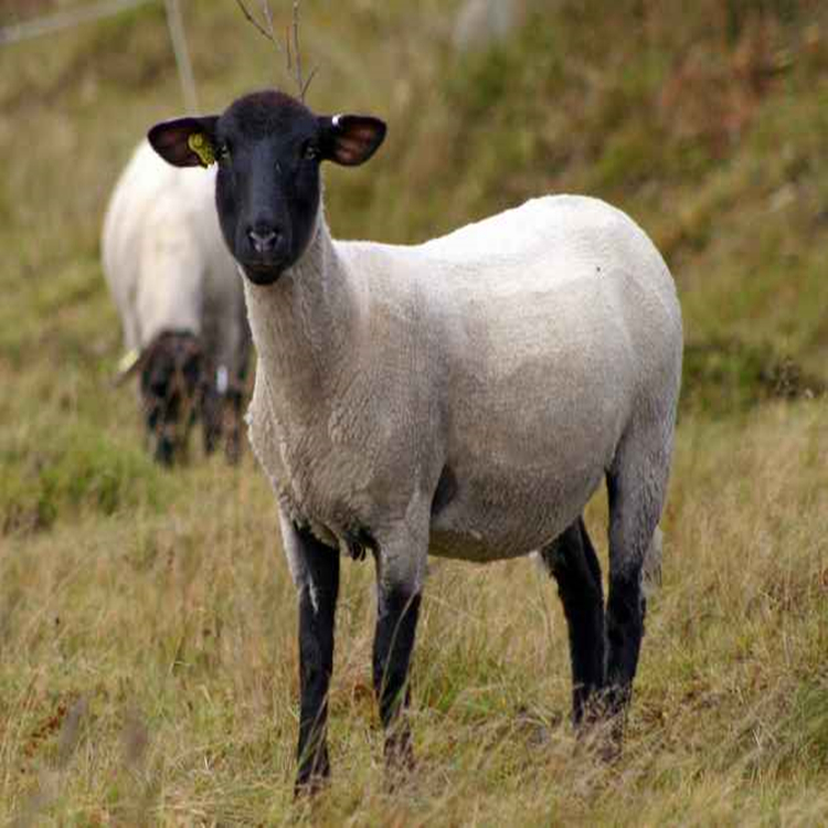 山东萨福克羊种羊养殖基地 通凯 30斤萨福克羊价格 签订回收合同示例图4