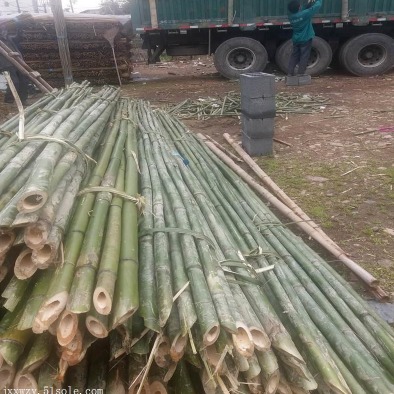 京西竹业 供应小山竹 园林苗圃 绿化工程 造地工程用的小竹竿