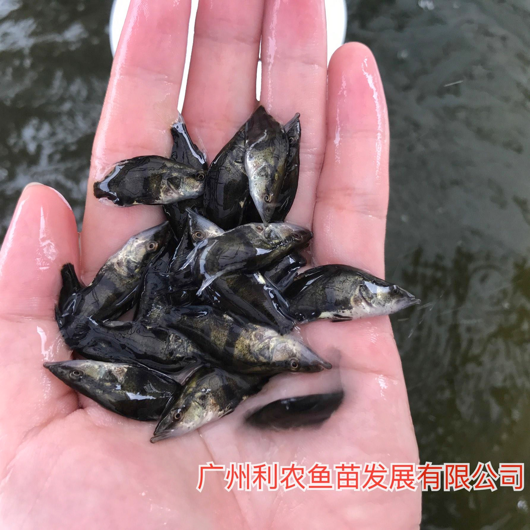 生长快 贵州凯里桂花鱼苗出售 4-5cm快大品种优选鳜鱼苗